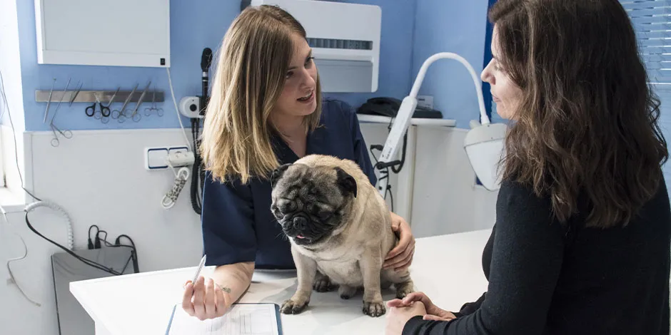 Por que os cachorros comem grama? Pug no veterinário