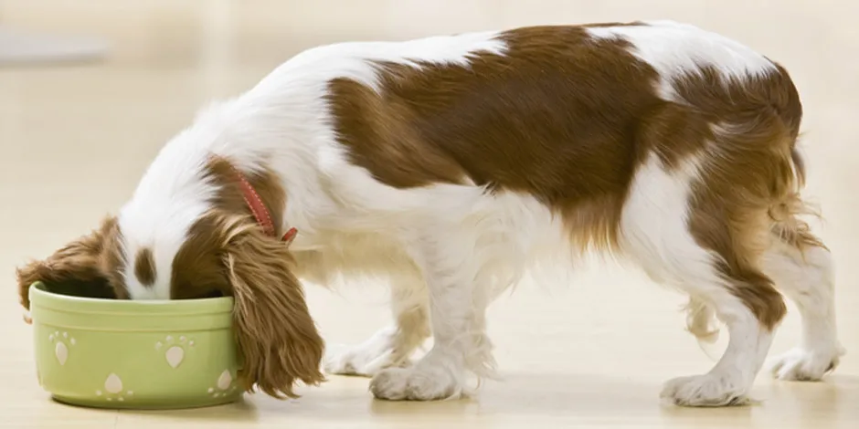 Os probióticos para cães são fundamentais na sua nutrição. Pet comendo da tigela.