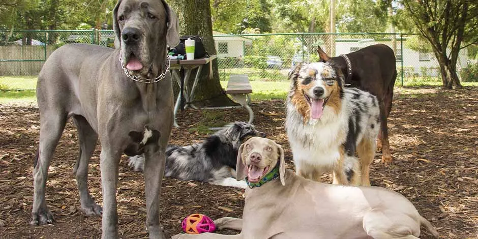 Os problemas de pele em cachorros podem afetar a comunicação do cão