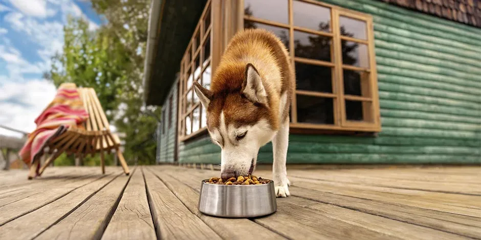 Husky comendo sua refeição com proteína para cachorros.