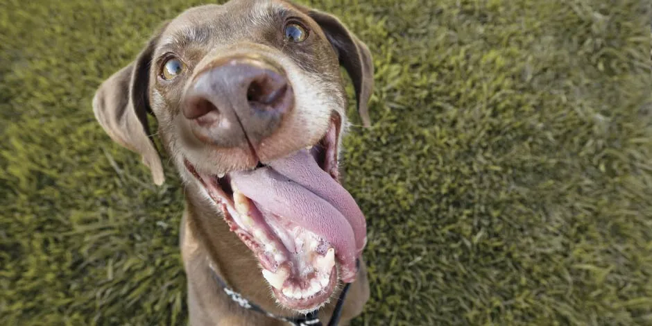 Escolha bem a ração para cão idoso e mantenha a dentição saudável