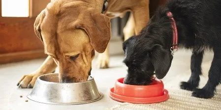 Casal de cachorros comendo ração renal para cães.