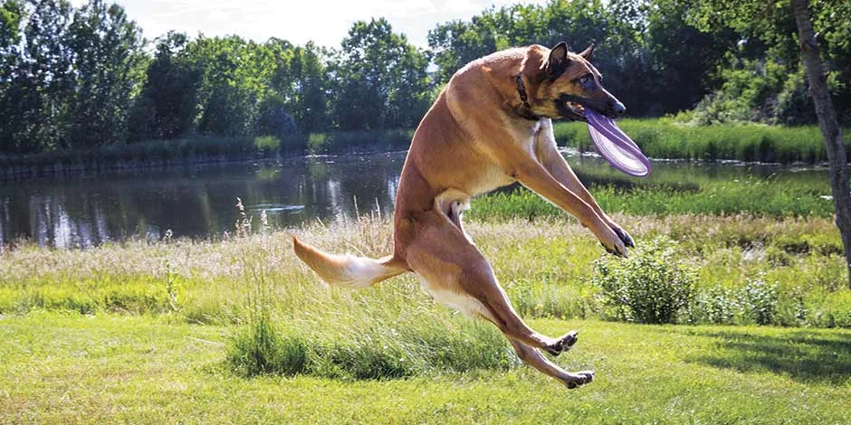 Pastor belga brincando após comer sachê para cachorro em dieta de alta digestibilidade