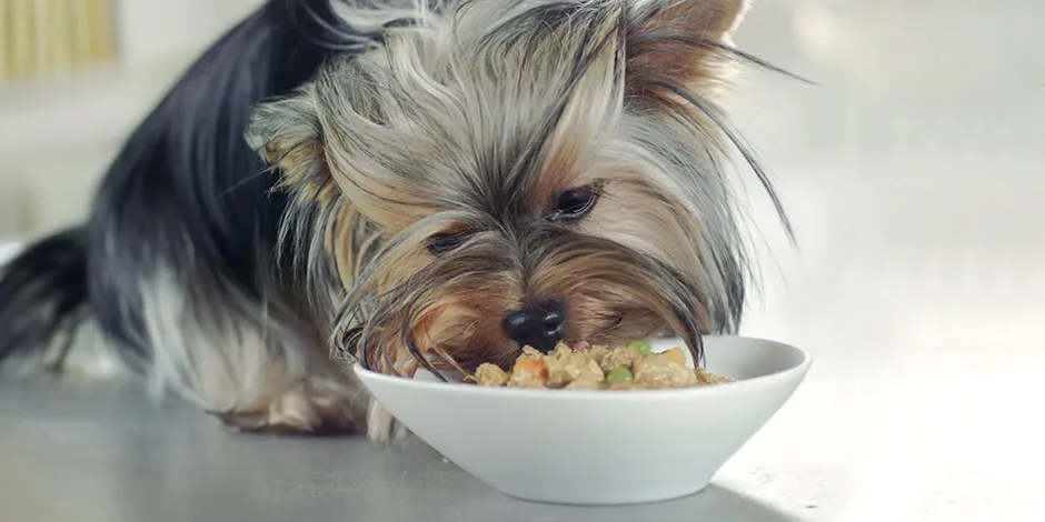 Yorkshire comendo sachê para cachorro em dieta de alta digestibilidade