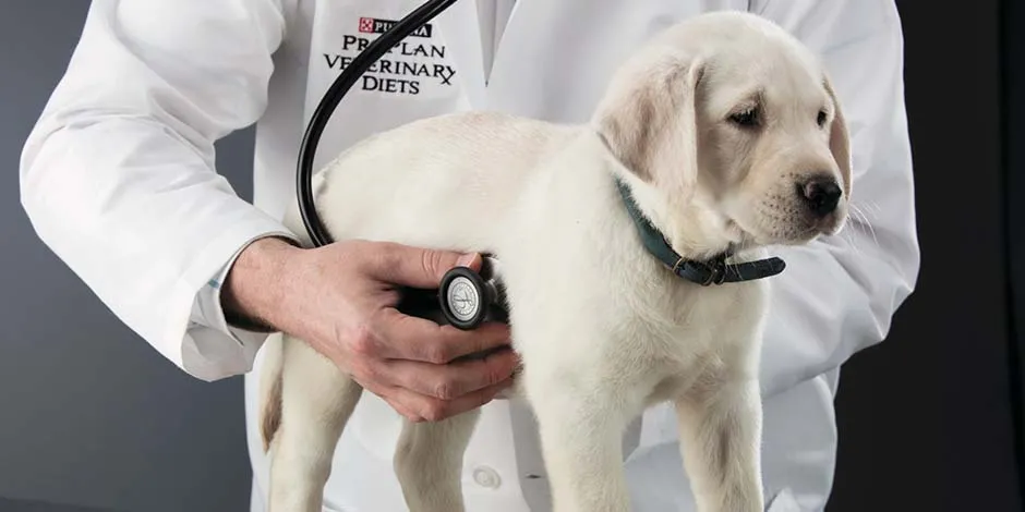 Veterinário revisando o sistema digestivo do cachorro.