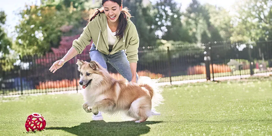 As vitaminas para cachorros não fornecem energia, mas auxiliam para o bem-estar. Corgi brincando com sua dona.