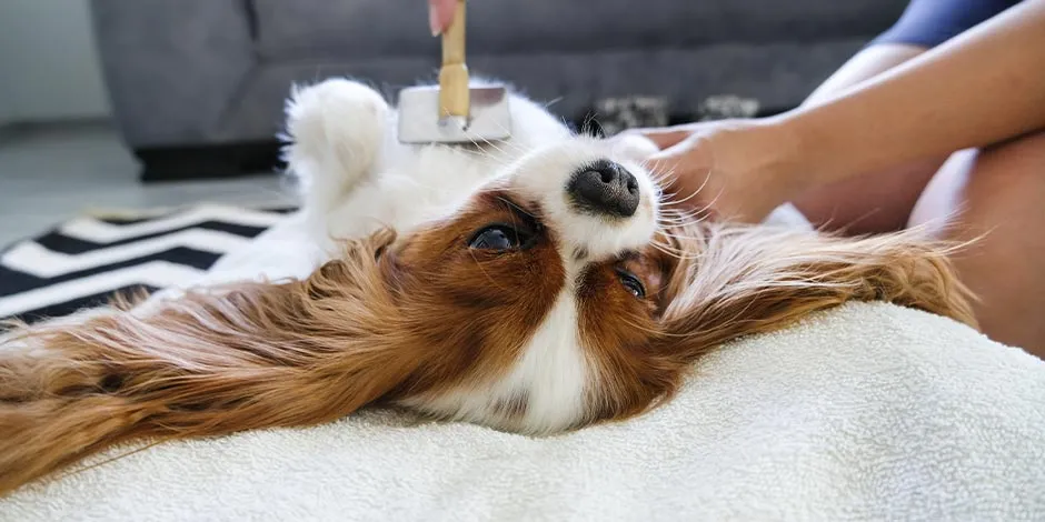 As vitaminas para cachorros auxiliam no bem-estar do pet e na escovação.