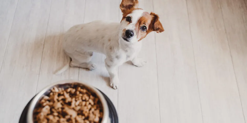 Jack Russell esperando sua refeição. Uma ração apropriada fornece as vitaminas para cachorros necessárias.