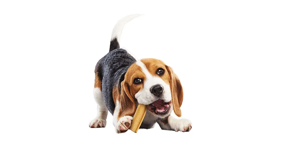 Cachorro pode comer manga. Mas existem outras boas opções como o DOG CHOW® desse Beagle.