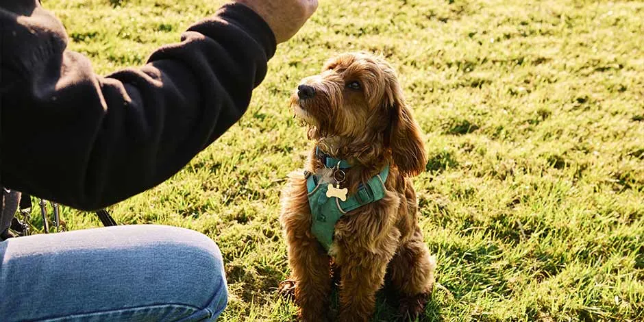 Cachorro pode comer manga? Pet recebendo um petisco. Será boa mesma essa fruta para eles?