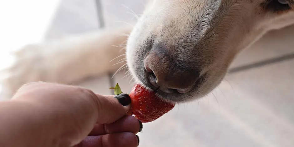 Cachorro pode comer morango? Pet comendo morango da mão do seu dono.