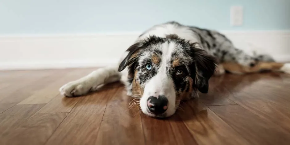 Um cachorro vomitando amarelo pode apresentar outros sintomas sinais de alguma doença. Cachorro deitado e doente.