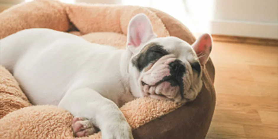 Um cachorro vomitando amarelo pode ter algum tipo de doença. Bulldog deitado.