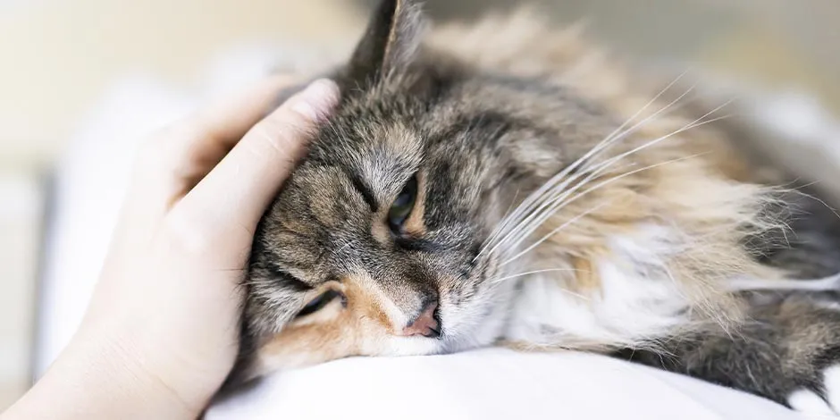 Saiba como trocar a ração do gato para evitar que ele fique doente como o pet da foto