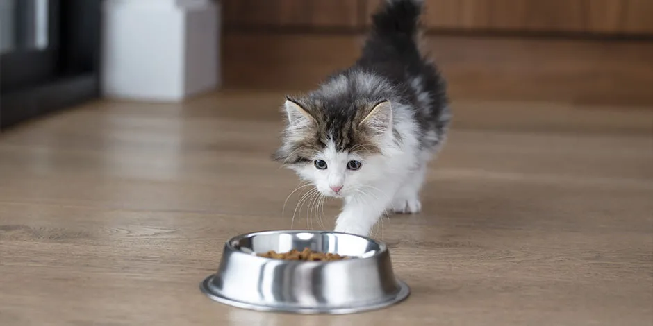 Saiba como trocar a ração do gato e cuidar do seu bem-estar