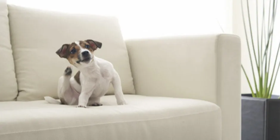 Cachorro se coçando em um sofá. A coceira é um possível sintoma de dermatite em cachorros.