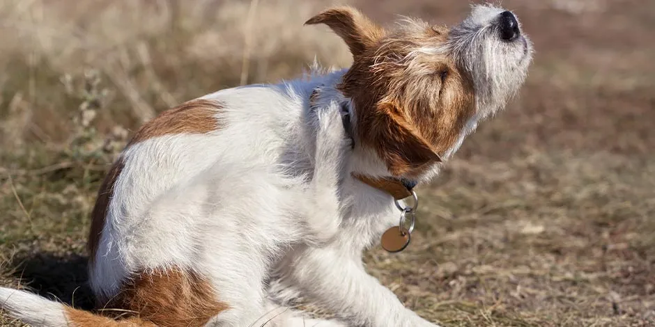 Jack Russell se coçando. A coceira é um possível sintoma de dermatite em cachorros.