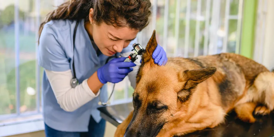 Cachorro com alergia alimentar, consequentemente, é um caso de diarreia em cães.