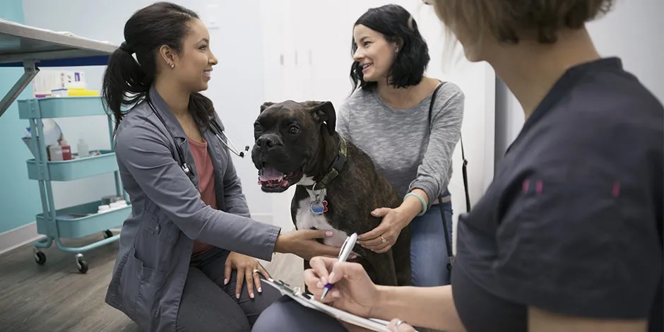 Cachorro no veterinário por caso de diarreia em cães.