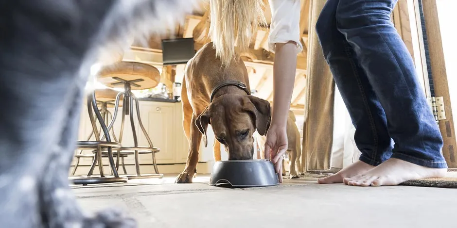 Mulher alimentando seu pet com o melhor alimento para cachorro