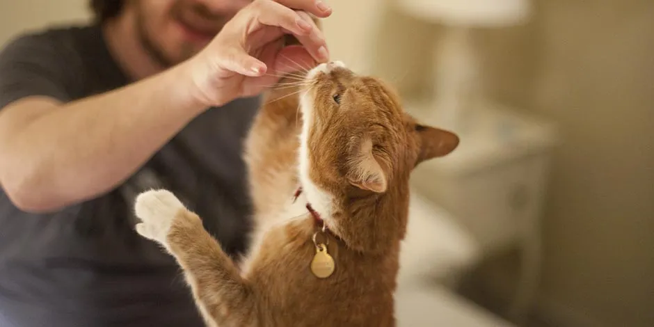 Uns dos presentes mais apreciados pelo seu gato podem ser o snacks FRISKIES®.