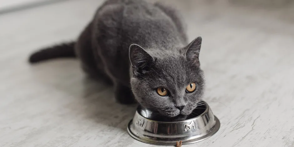 Gato comendo ração seca misturada com sachê para gato.