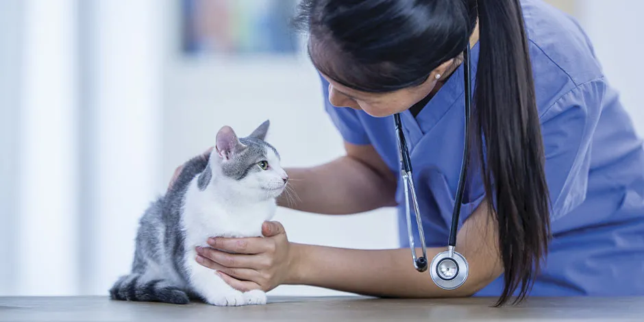 Gato em consulta veterinária. Pergunte ao veterinário pelo sachê para gato.