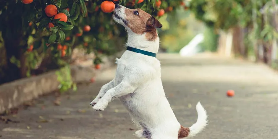 Jack Russell pegando uma laranja de uma árvore porque cachorro pode comer laranja.