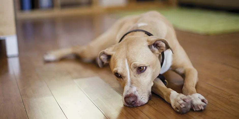 Graças ao conteúdo de fibra da fruta, cachorro pode comer laranja. Cão deitado.