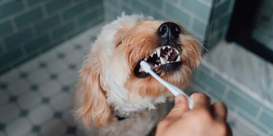 Dono de pet escovando os dentes do cão. Cachorro pode comer cenoura e ajuda com sua higiene oral.