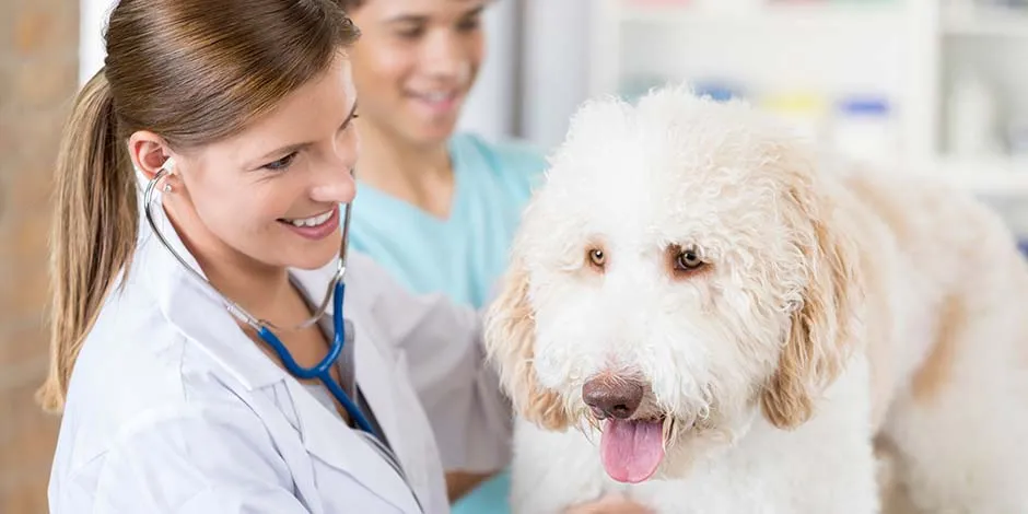 Veterinária revisando um cão. Cachorro pode comer cenoura com moderação.