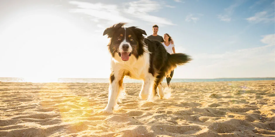 Cachorro pode comer ovo e obter vitamina D dele assim como do sol. Cão correndo na praia.