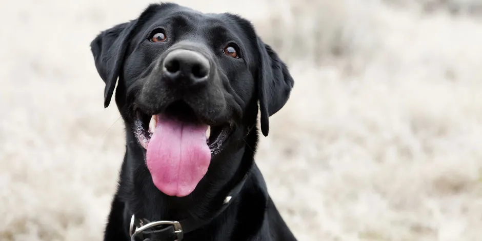 Sim, cachorro pode comer pepino. Cão preto olhando à câmera.