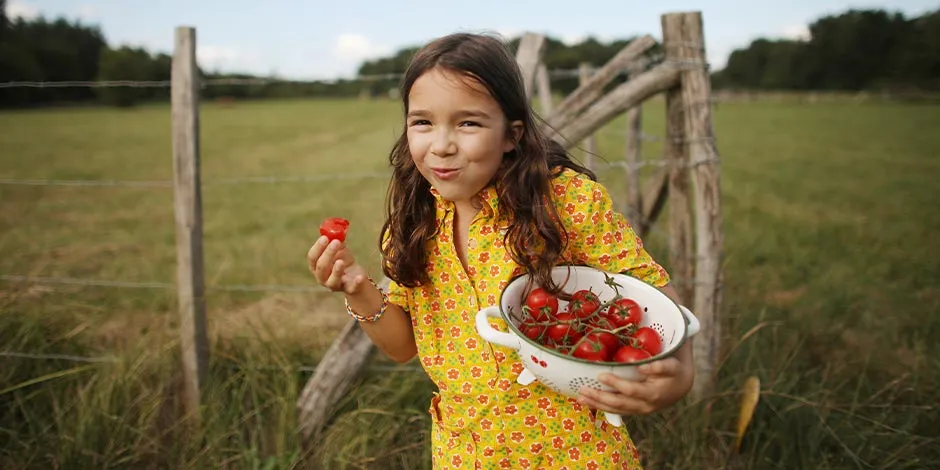 Cachorro pode comer tomate. Menina pegando tomates para seu pet.