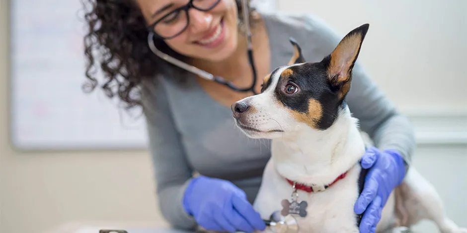 Consulta veterinária para saber se cachorro pode comer tomate.