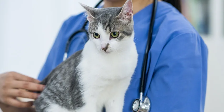 Só um veterinário pode indicar o tratamento adequado para a dermatite em gatos.