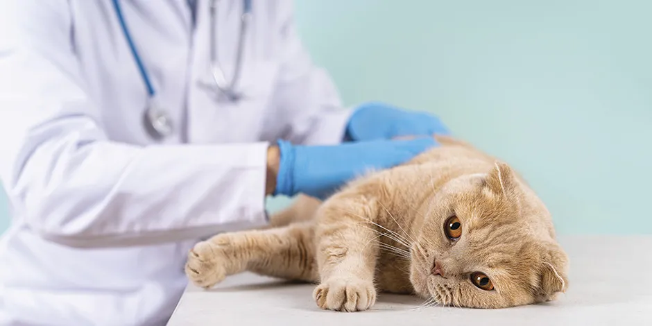 Gato deitado sendo revisado por um veterinário. Esse profissional pode diagnosticar dermatite em gatos.