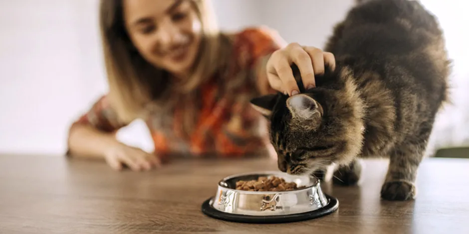 Saiba como escolher a melhor comida para gatos. Pet comendo alimento secom com sua dona.