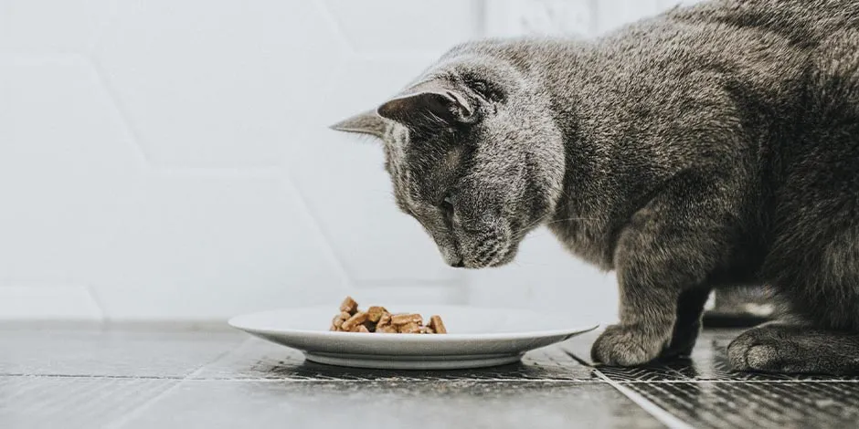 Saiba como escolher a melhor comida para gatos. Gato cinza olhando seu alimento.