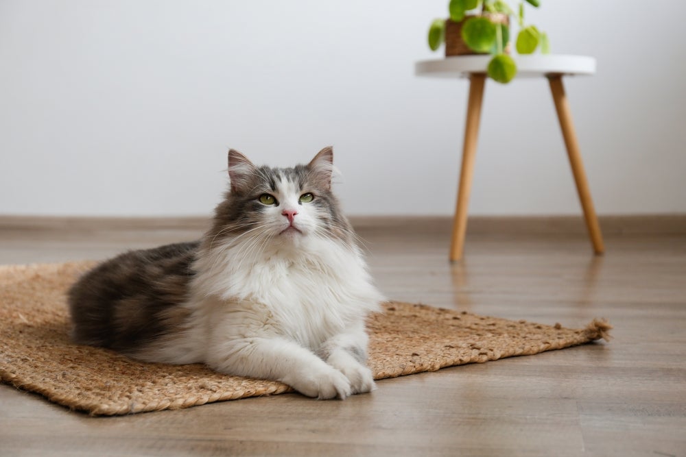 A tosa higiênica em gatos é mais indicada para raças peludas